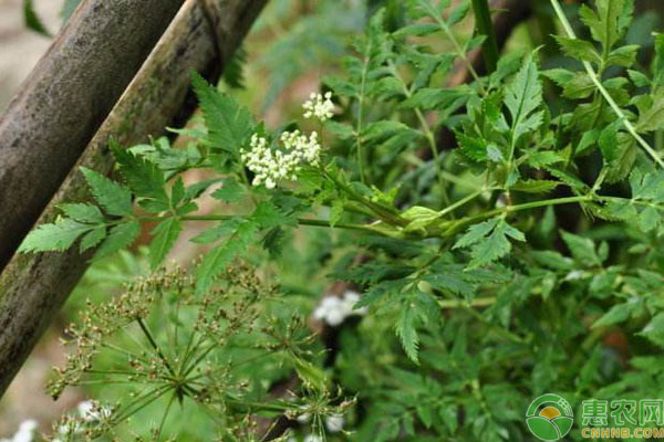 中藥材藁本人工種植技術要點