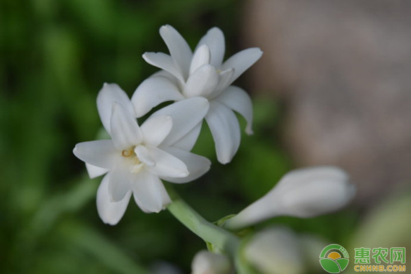 盆栽夜來香的養(yǎng)殖方法和注意事項(xiàng)