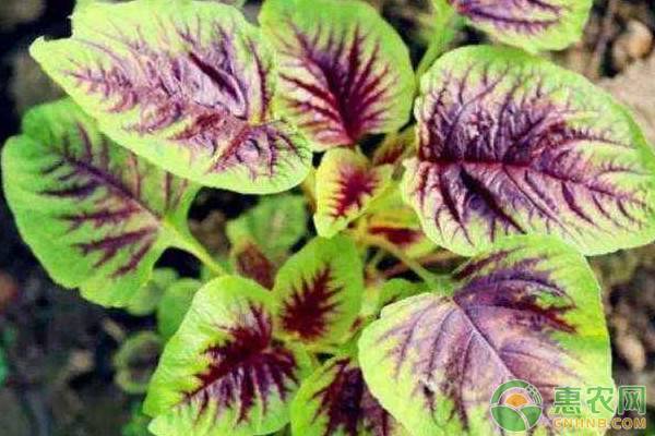 莧菜播種方法和種植技術(shù)