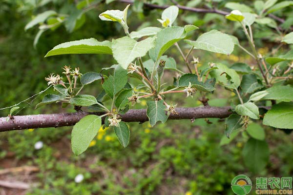 苹果谢花后管理