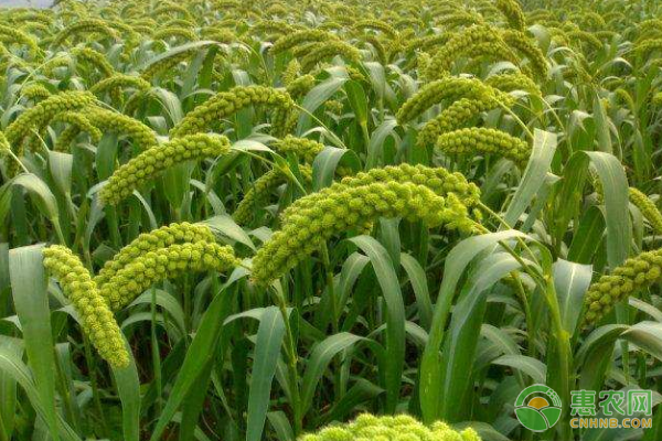 夏谷子的农事栽培月历