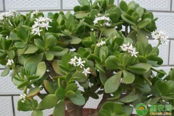 想把玉樹養(yǎng)好？還是得先掌握好這幾個(gè)竅門！