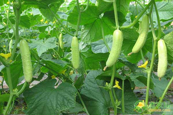 種植黃瓜不知該如何修藤？做好這五個(gè)管理黃瓜結(jié)的又好又多！