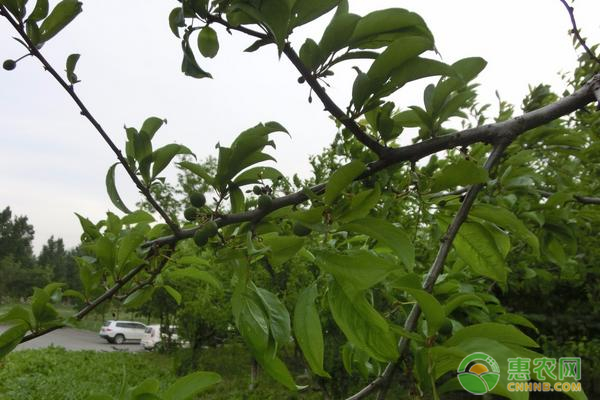 李子树种植管理