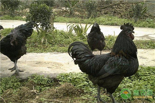 蟲(chóng)子雞的高效養(yǎng)殖方法介紹