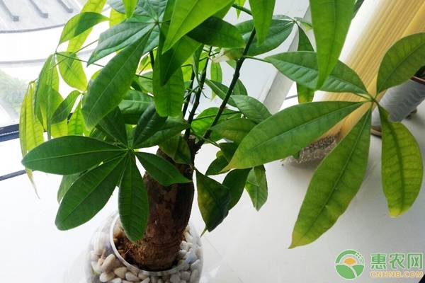 發(fā)財樹怎么養(yǎng)好？這三點做到位就行了！