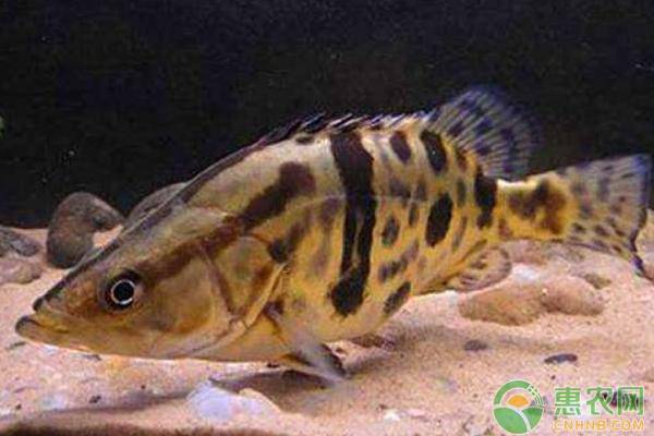 养殖鳜鱼池塘的水浑浊是什么原因？怎样处理？