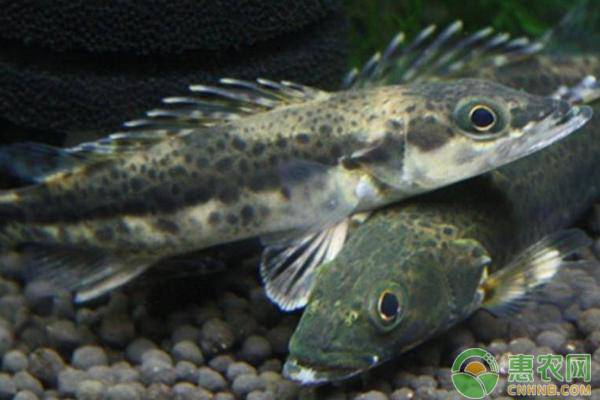 养殖鳜鱼池塘的水浑浊是什么原因？怎样处理？