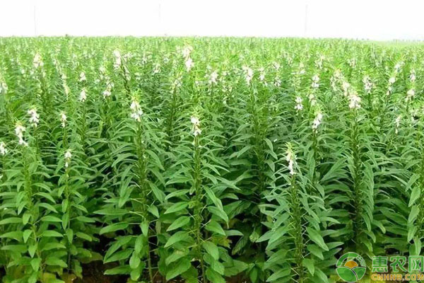 芝麻高產管理