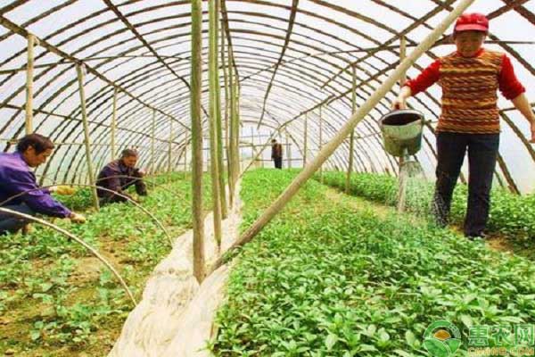 反季節(jié)蔬菜種植施肥注意事項(xiàng)