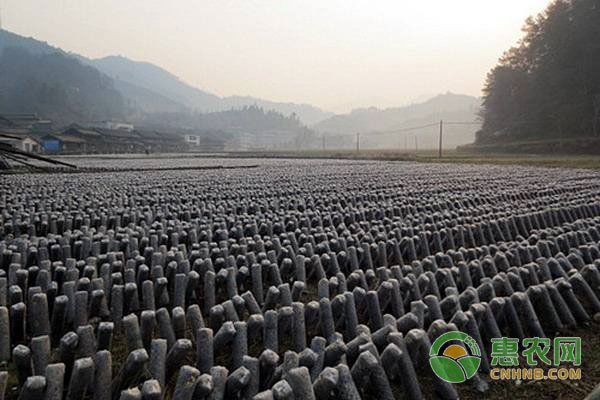 黑木耳的種植方法有幾種？黑木耳的種植技術(shù)介紹
