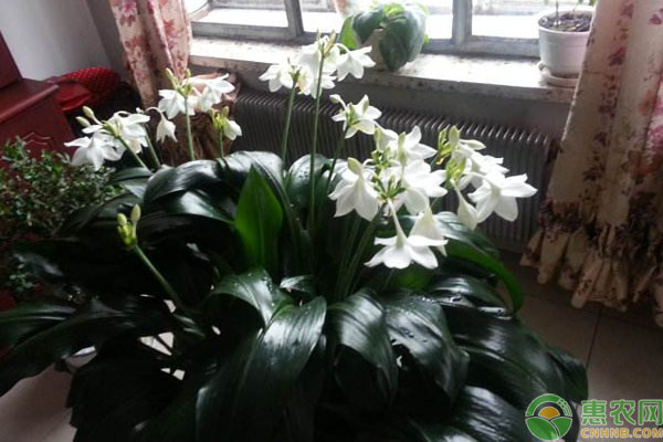 夏季養(yǎng)花