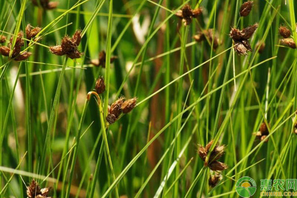 野荸荠