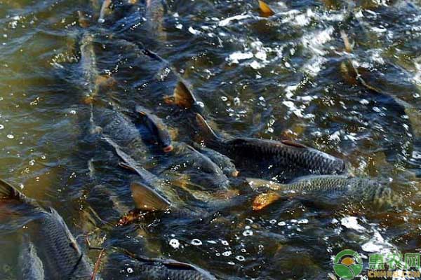 魚類養(yǎng)殖