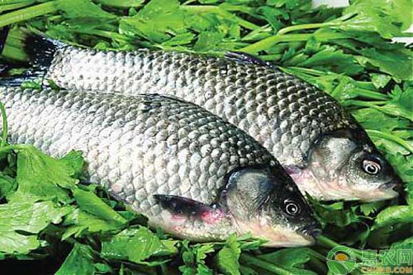 魚類養(yǎng)殖常見的癥狀表現(xiàn)