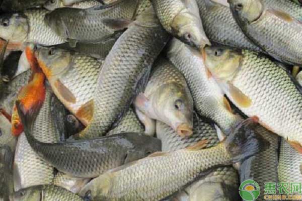 魚類養(yǎng)殖病癥診斷