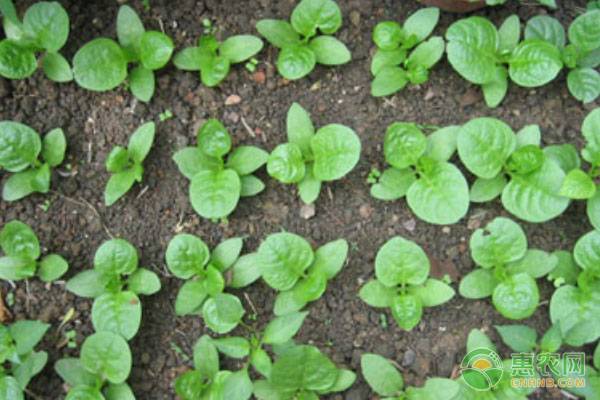 盆栽木耳菜種植方法及日常管理