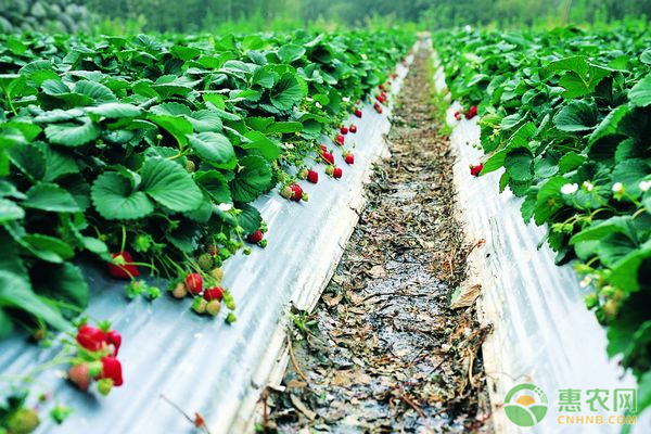 草莓种植技巧有哪些？施肥和浇水是关键-农技学堂- 惠农网