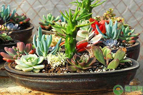花卉植株土壤處理