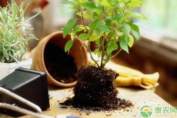 舊土變營養(yǎng)土的處理方式