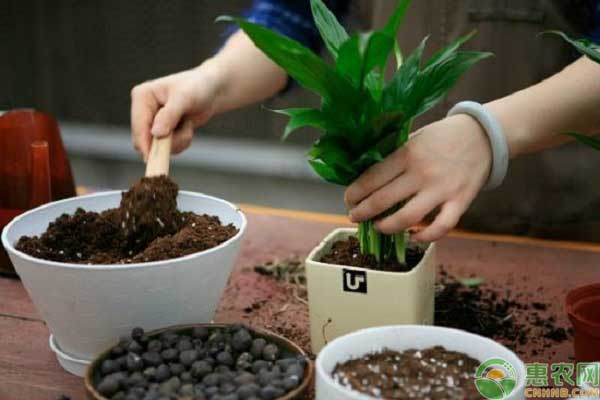 花卉植株土壤處理事宜