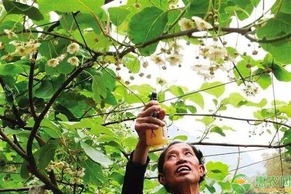 花卉植物的授粉方法