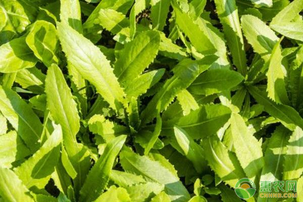 種植油麥菜技巧