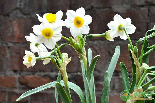 水仙花栽培技巧
