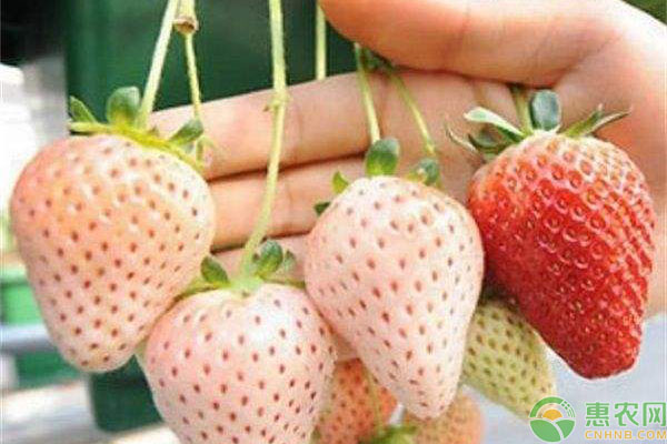 菠蘿莓種植