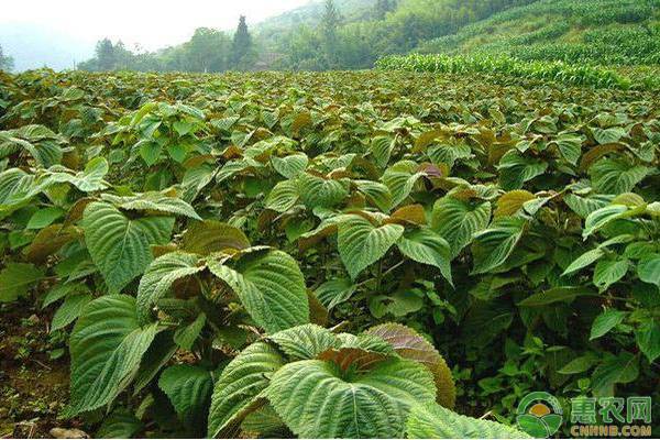 如何种植好紫苏？这五点做到了就不难！-图片版权归惠农网所有