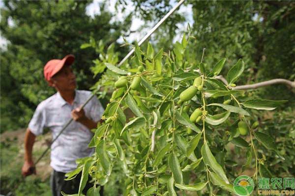 露天枣树的夏季管理技巧