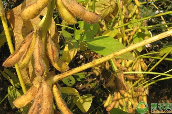 大豆葉面肥的噴施技巧及注意事項(xiàng)
