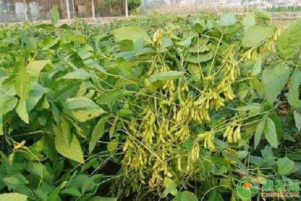 大豆葉面肥的噴施技巧及注意事項(xiàng)