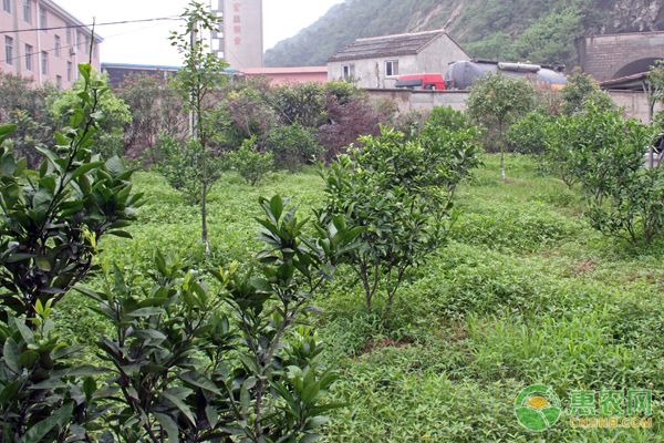 7月果樹如何管理？這三大要點值得收藏！