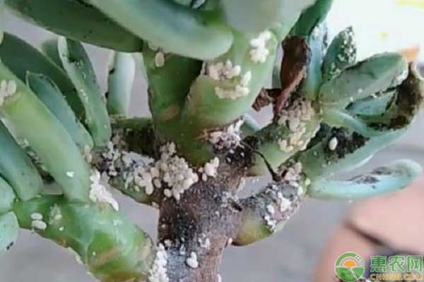 多肉植物生蚧殼蟲的原因