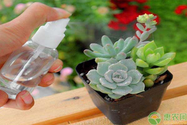 多肉植物蚧殼蟲的防治方法