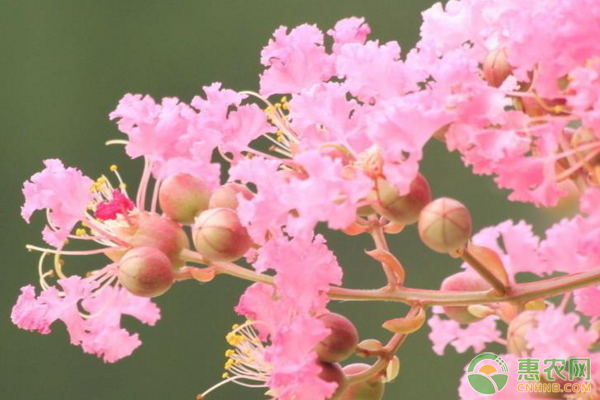 紫薇樹黃葉與落花包是什么原因？如何防治？