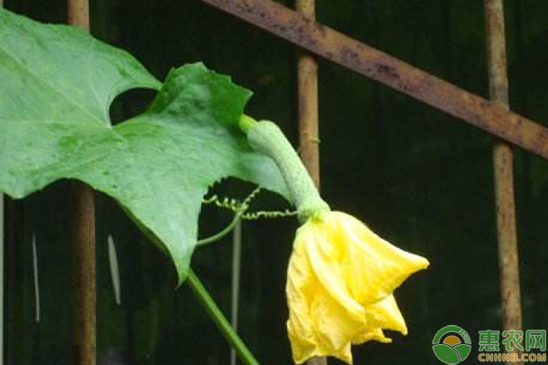 絲瓜<a href='http://www.indianredcrossassam.org/t/42176.html' class='j-href' target='_blank'><span style='color:#FF8001'>種植技巧</span></a>