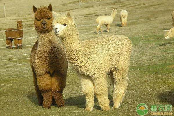 夏季<a href='http://www.iweekee.cn/t/45000.html' class='j-href' target='_blank'><span style='color:#FF8001'>羊駝飼養(yǎng)</span></a>管理要點和注意事項