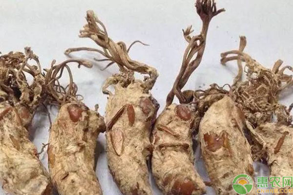 金蟬花種植方法