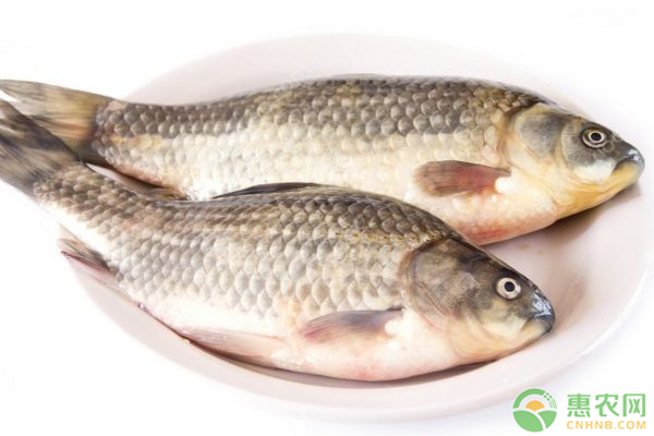 鯽魚養(yǎng)殖方法