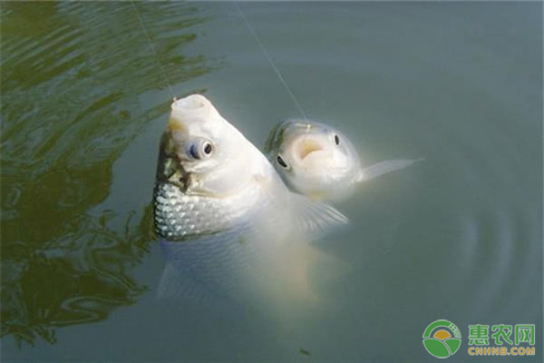 鯽魚<a href='http://mixian138.com/t/11665.html' class='j-href' target='_blank'><span style='color:#FF8001'>養(yǎng)殖技巧</span></a>