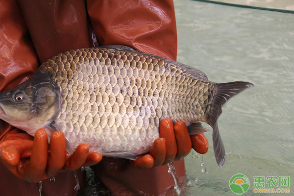 鯽魚養(yǎng)殖