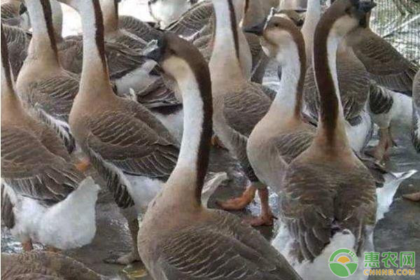 <a href='http://www.indianredcrossassam.org/t/12069.html' class='j-href' target='_blank'><span style='color:#FF8001'>養(yǎng)殖獅頭鵝</span></a>方法
