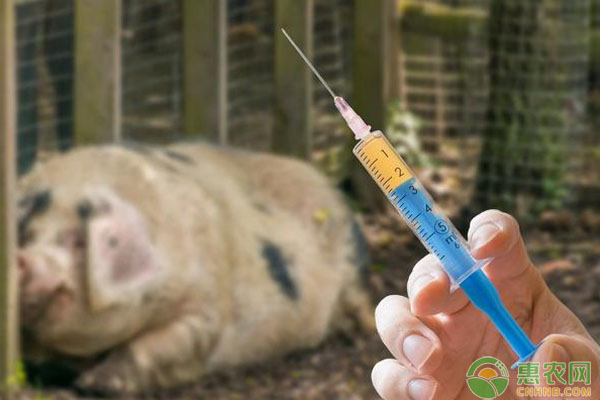 給豬注射疫苗不能大意，這八個(gè)禁忌不能犯！