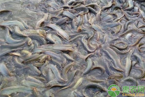 泥鰍的養(yǎng)殖方式和投喂技巧