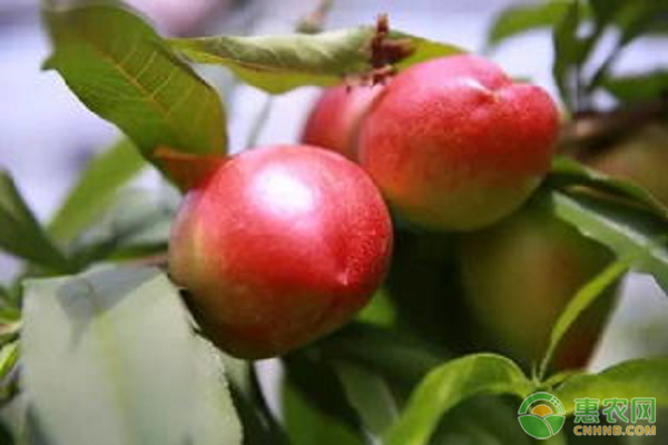 油桃種植技術(shù)
