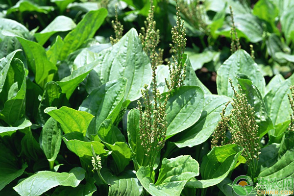 車前草種植技術(shù)和管理方法