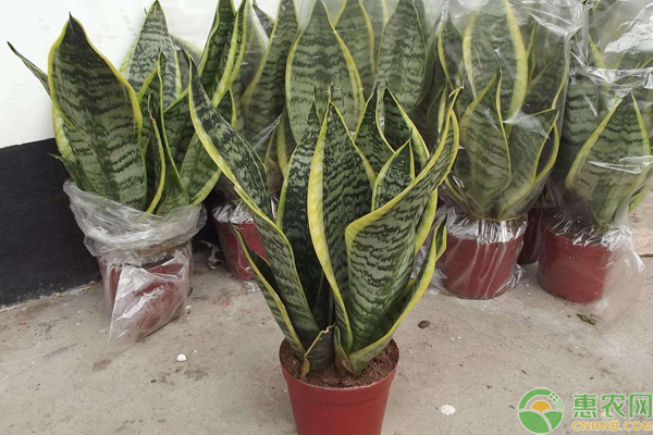 盆栽虎皮蘭的夏季養(yǎng)殖小妙招