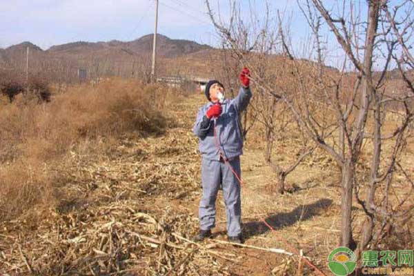 李子樹的修剪方法